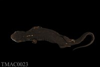 藏品(紅腹蠑螈)的圖片